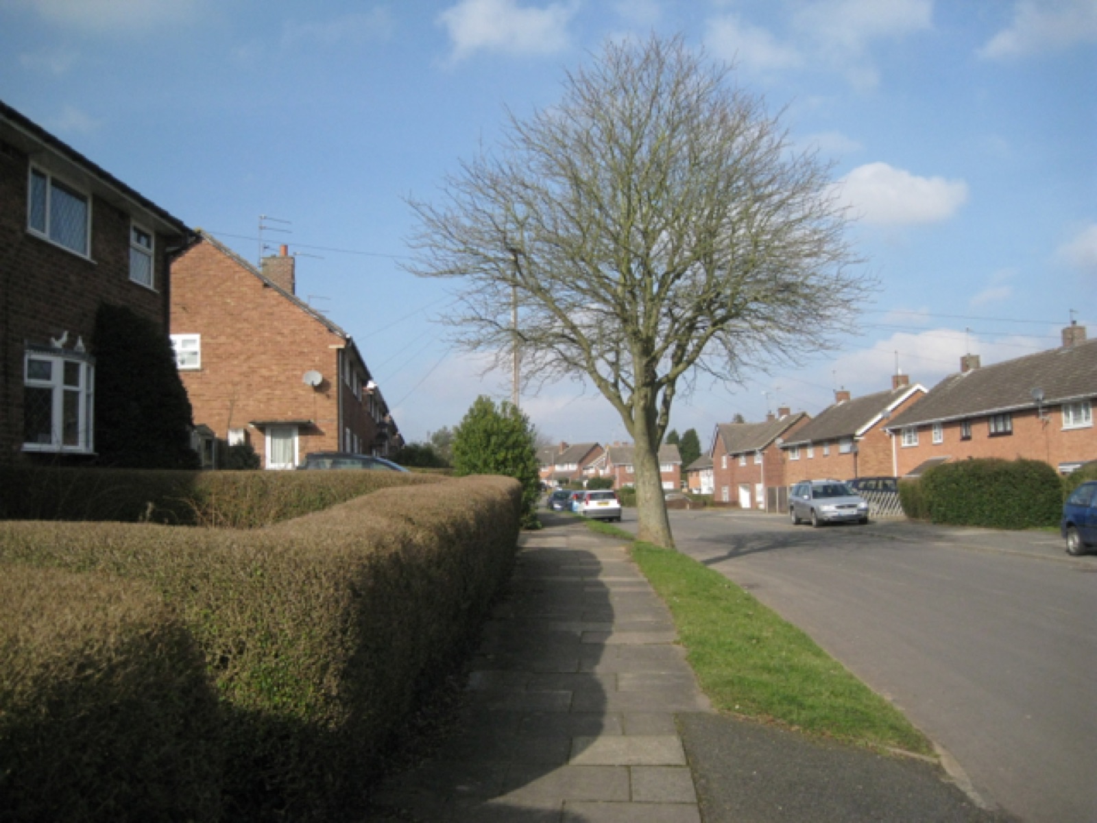Brick houses with hedges and a tree along Greenlands Avenue